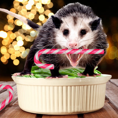 Possum Flavored Candy Canes - Archie McPhee