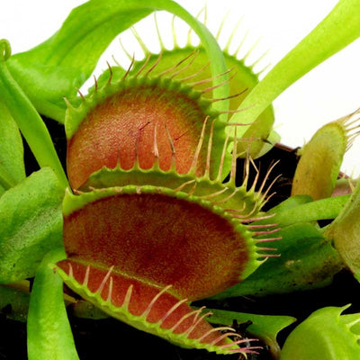 Running Press - Grow Your Own Venus Fly Trap: Just Add Flies!